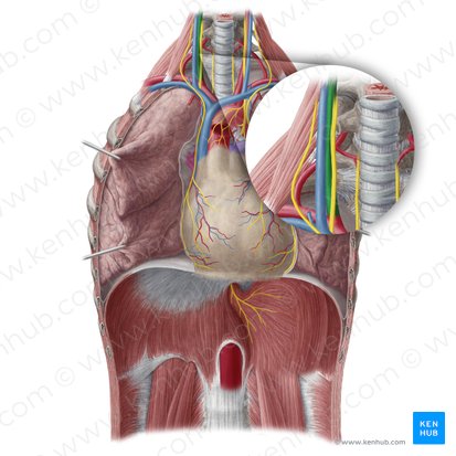 Arteria carótida común derecha (Arteria carotis communis dextra); Imagen: Yousun Koh