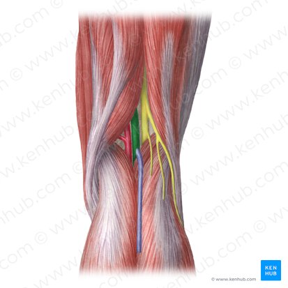 Popliteal vein (Vena poplitea); Image: Liene Znotina