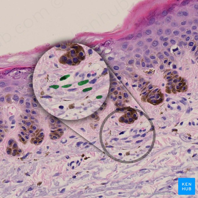 Fibroblaste (Fibroblastus); Image : 