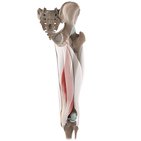 Semimembranosus muscle (3D)