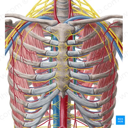 Artéria torácica interna (Arteria thoracica interna); Imagem: Yousun Koh