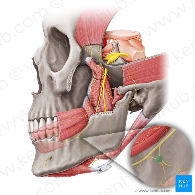 Submandibular ganglion (Ganglion submandibulare); Image: Rebecca Betts