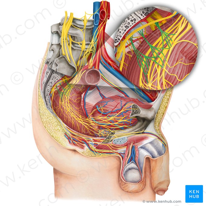 Nervos pélvicos esplâncnicos (Nervi splanchnici pelvici); Imagem: Irina Münstermann