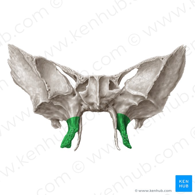 Lámina lateral del proceso pterigoides del hueso esfenoides (Lamina lateralis processus pterygoidei ossis sphenoidalis); Imagen: Samantha Zimmerman