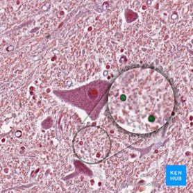 Células gliales (Neuroglia); Imagen: 