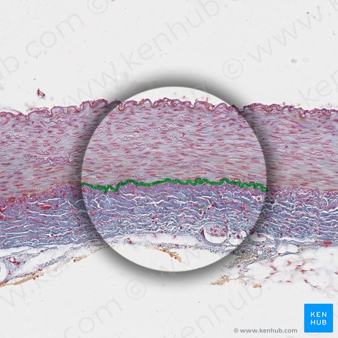 Membrana elástica externa (Membrana elastica externa); Imagen: 