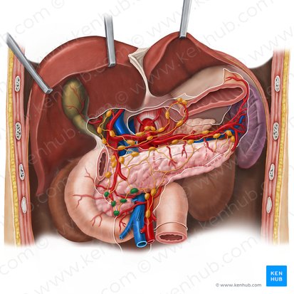 Linfonodos pancreaticoduodenais inferiores (Nodi lymphoidei pancreaticoduodenales inferiores); Imagem: Esther Gollan