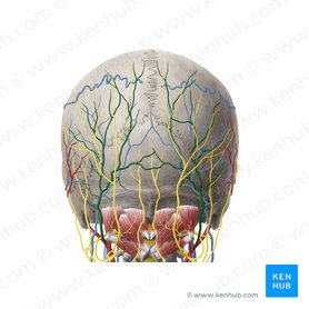 Occipital artery (Arteria occipitalis); Image: Yousun Koh