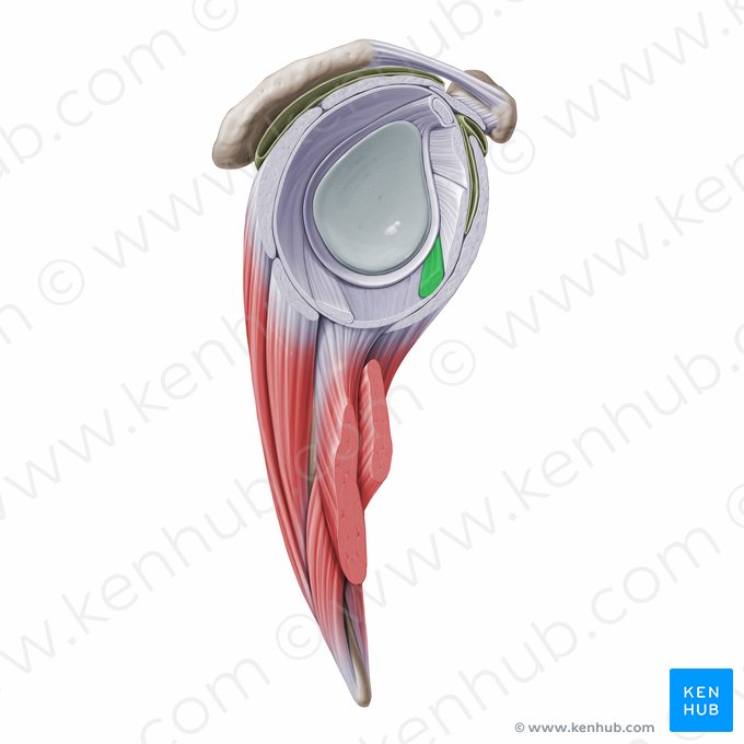 Fasciculus anterior ligamenti glenohumeralis inferioris (Vorderer Zügel des unteren Glenohumeralbands); Bild: Paul Kim