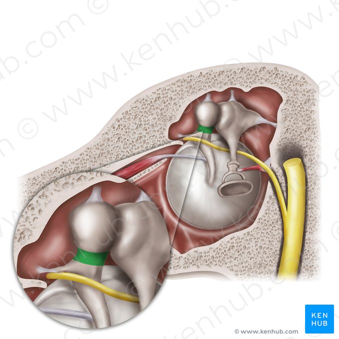 Cuello del martillo (Collum mallei); Imagen: Mao Miyamoto