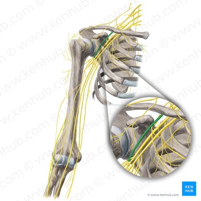 Fasciculus lateralis plexus brachialis (Seitliches Bündel des Armgeflechts); Bild: Yousun Koh