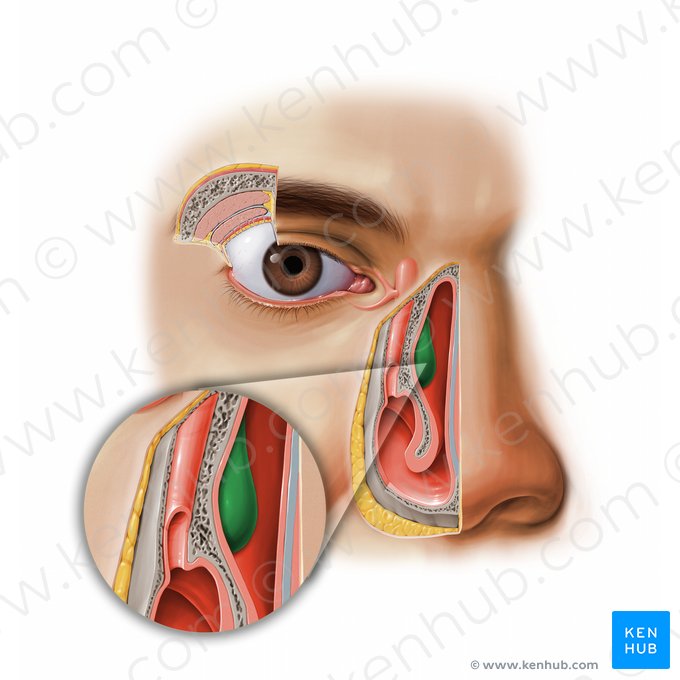 Cornete nasal medio del hueso etmoides (Concha media nasi ossis ethmoidalis); Imagen: Paul Kim