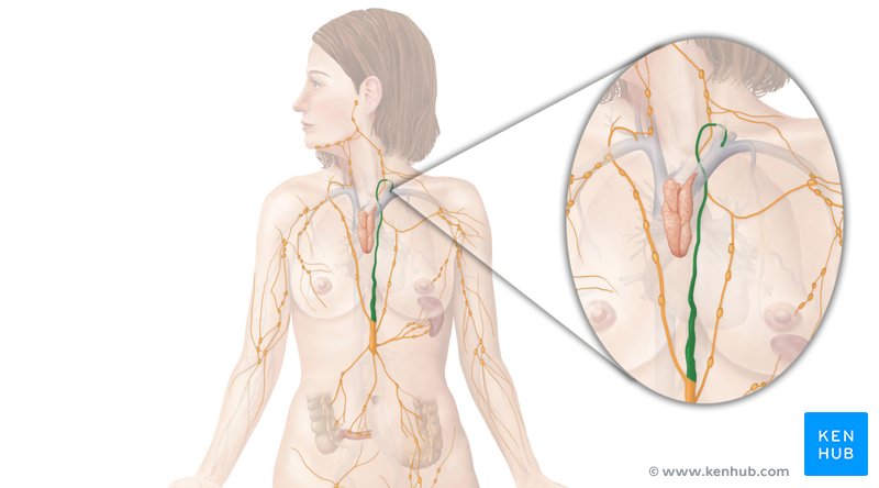 Thoracic duct - ventral view