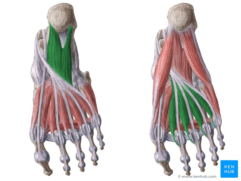 Quadratus plantae (left), lumbrical muscles (left) - inferior view