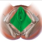 Perineum und Regio perinealis