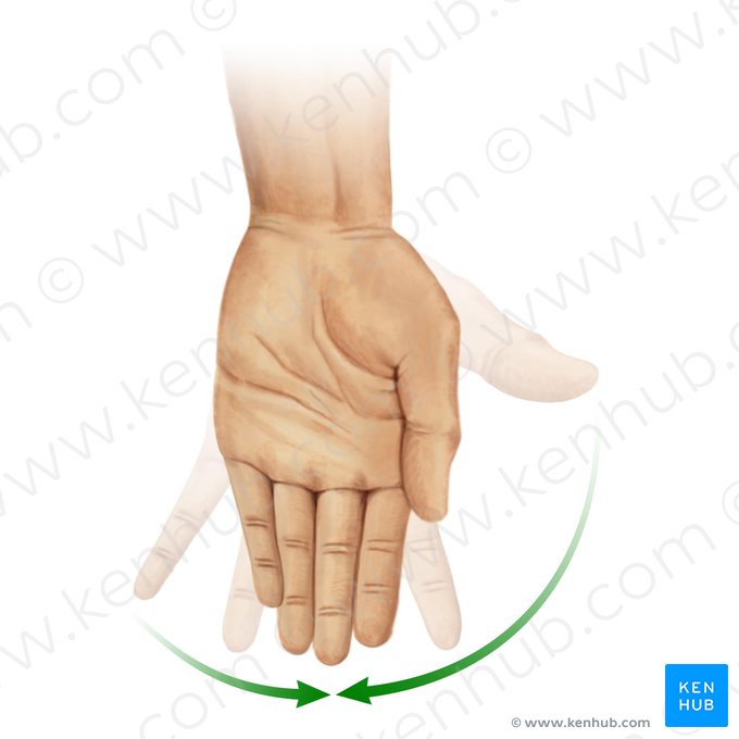 Aducción de los dedos de la mano (Adductio digitorum manus); Imagen: Paul Kim