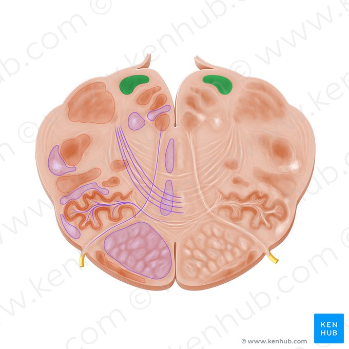 Núcleo grácil (Nucleus gracilis); Imagen: Paul Kim