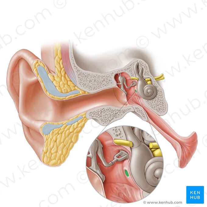 Janela redonda (Fenestra cochleae); Imagem: Paul Kim