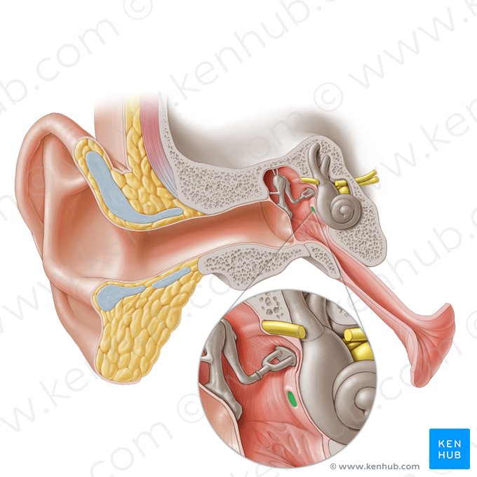 Cochlear window (Fenestra cochleae); Image: Paul Kim