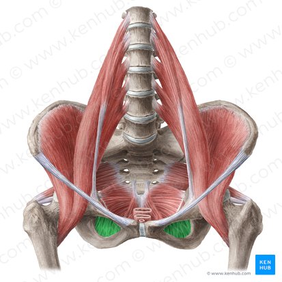 Membrana obturadora (Membrana obturatoria); Imagem: Liene Znotina