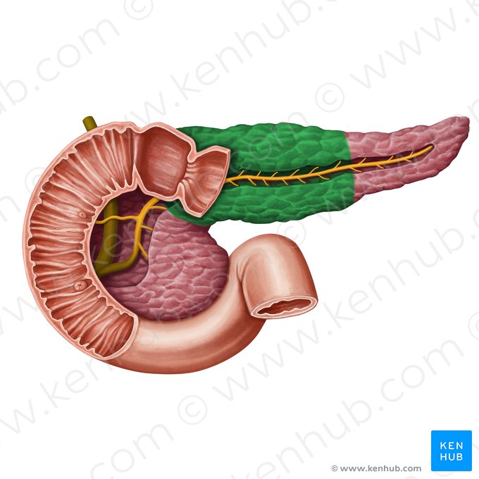 Corpo do pâncreas (Corpus pancreatis); Imagem: Irina Münstermann