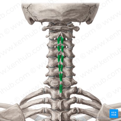 Músculos interespinosos cervicales (Musculi interspinales cervicis); Imagen: Yousun Koh