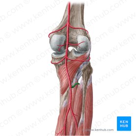 Anterior Tibial Artery Anatomy Branches Supply Kenhub