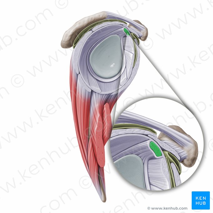Tendón de la cabeza larga del músculo bíceps braquial (Tendo capitis longi musculi bicipitis brachii); Imagen: Paul Kim