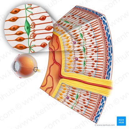 Célula horizontal de la retina (Neuron horizontale retinae); Imagen: Irina Münstermann