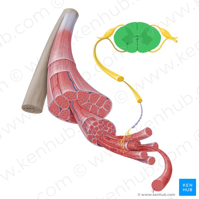 Medulla spinalis (Rückenmark); Bild: Paul Kim