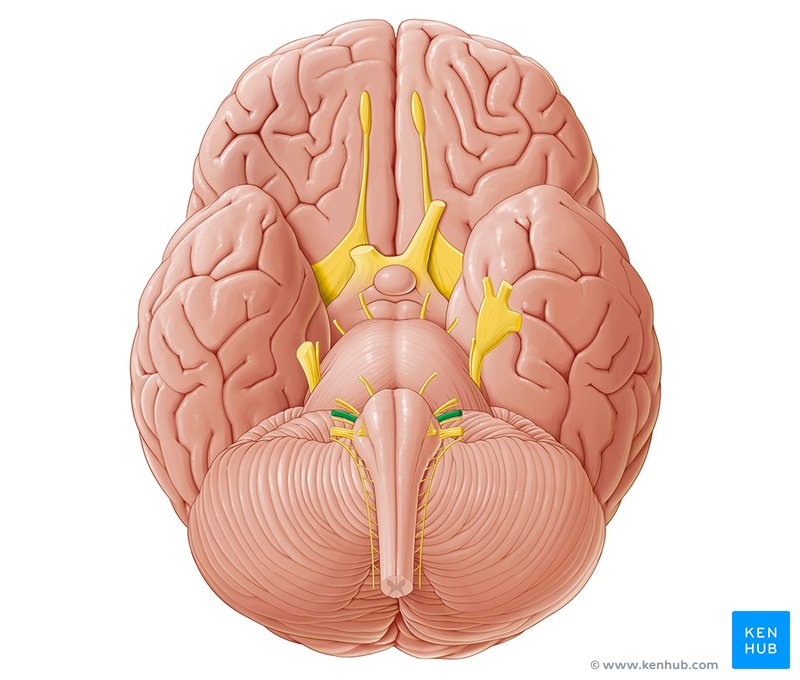 Vestibulocochlear nerve - caudal view