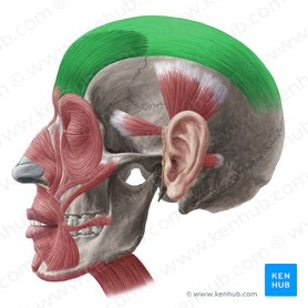 Músculo frontal y galea aponeurótica (Musculus frontalis & galea aponeurotica); Imagen: Yousun Koh