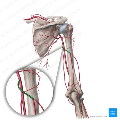 Arteria braquial profunda (Arteria profunda brachii); Imagen: Yousun Koh