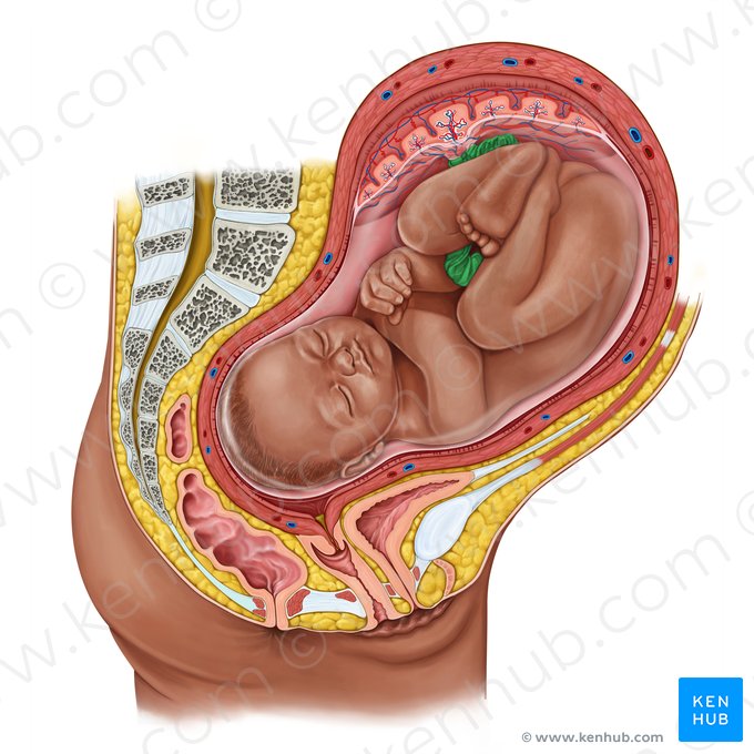 Umbilical cord (Funiculus umbilicalis); Image: Irina Münstermann