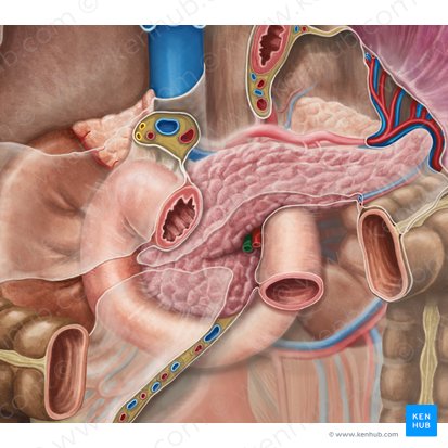 Superior mesenteric vein (Vena mesenterica superior); Image: Irina Münstermann