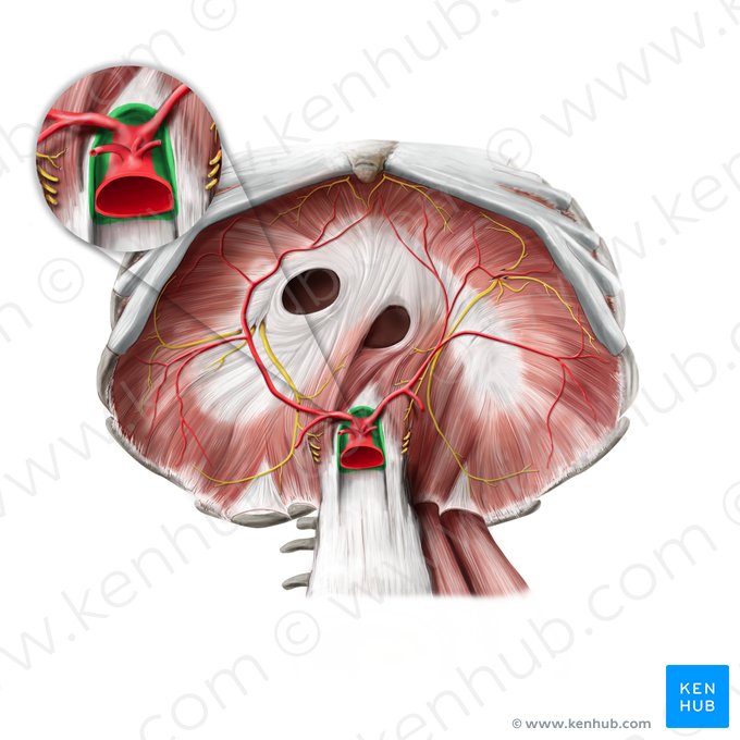 Hiatus aorticus (Aortenschlitz); Bild: Paul Kim