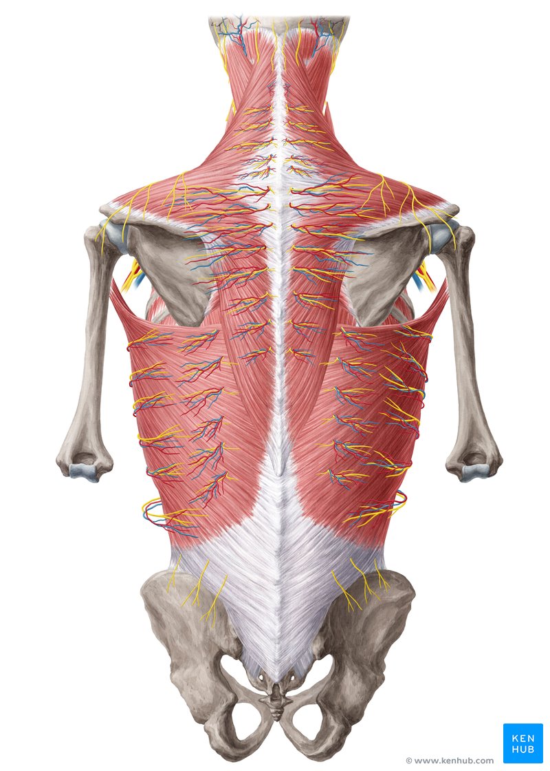 Back Anatomy Chart