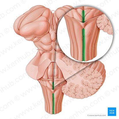 Surco medio posterior (Sulcus medianus posterior); Imagen: Paul Kim