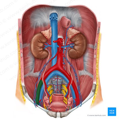 Arteria iliaca externa dextra (Rechte äußere Beckenarterie); Bild: Irina Münstermann