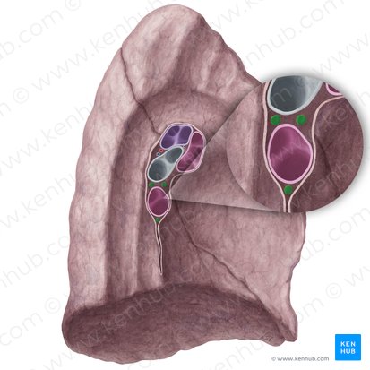 Linfonodos broncopulmonares do pulmão esquerdo (Nodi lymphoidei bronchopulmonales pulmonis sinistri); Imagem: Yousun Koh