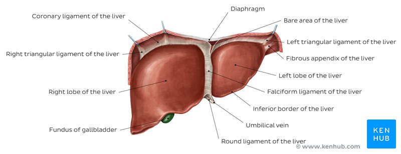 Anatomy of the liver: Anterior view