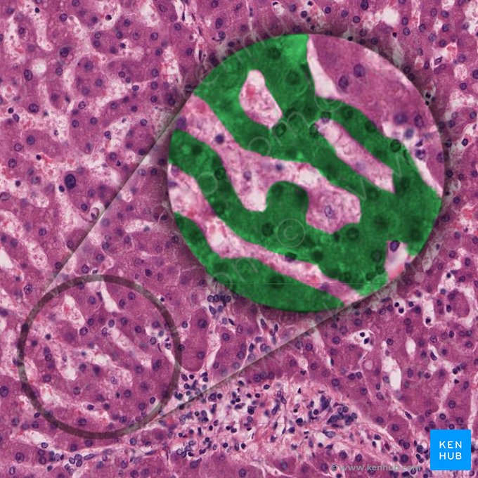 Cordón hepático (Lamina hepatocytica); Imagen: 