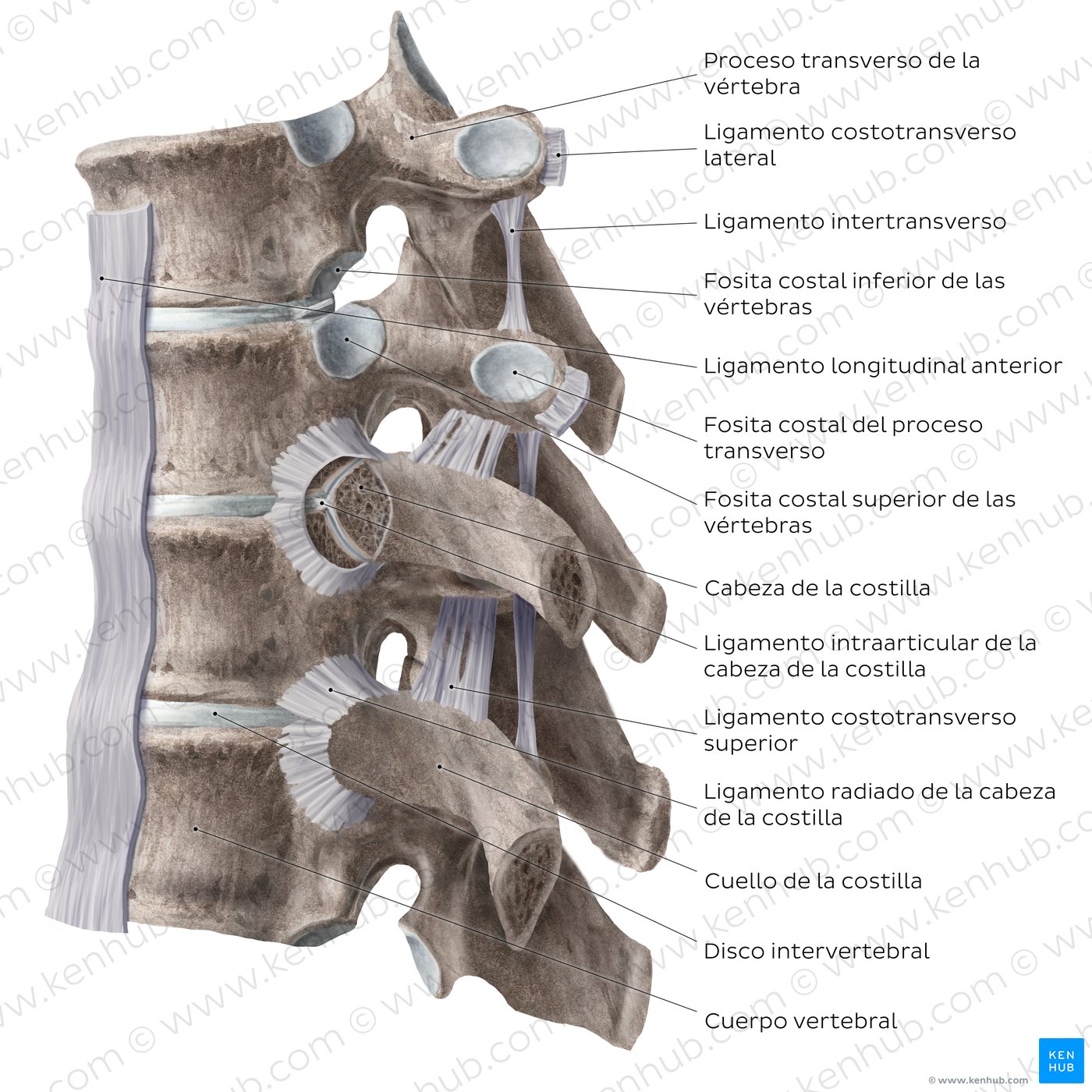 Articulaciones costovertebrales y ligamentos