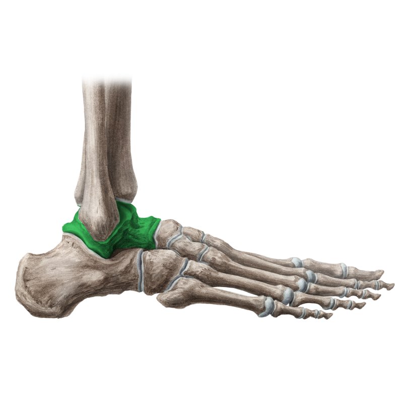 эпифизит пяточной кости. кости стопы таранная кость. стопа анатомия кости пяточная кость. таранная кость стопы человека анатомия. скелет пяточной кости.