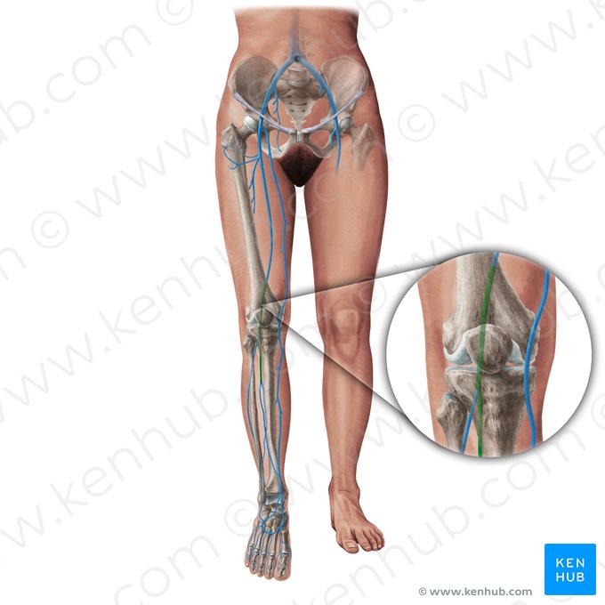 Popliteal vein (Vena poplitea); Image: Paul Kim