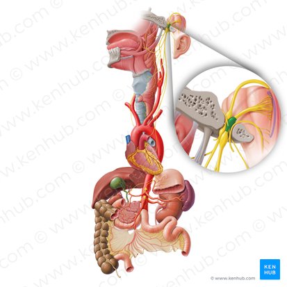 Ganglio superior del nervio vago (Ganglion superius nervi vagi); Imagen: Paul Kim