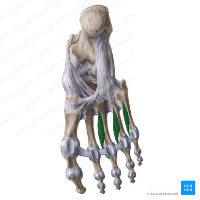 Músculos interósseos plantares (Musculi interossei plantares); Imagem: Liene Znotina