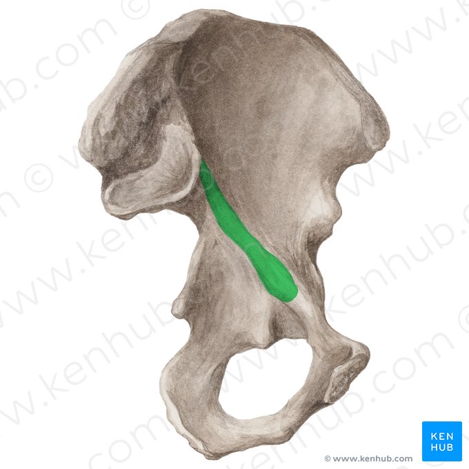 Arcuate line of ilium (Linea arcuata ossis ilii); Image: Liene Znotina