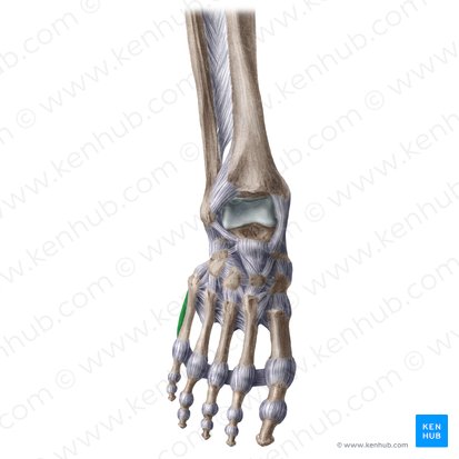 Músculo abdutor do dedo mínimo (Musculus abductor digiti minimi pedis); Imagem: Liene Znotina