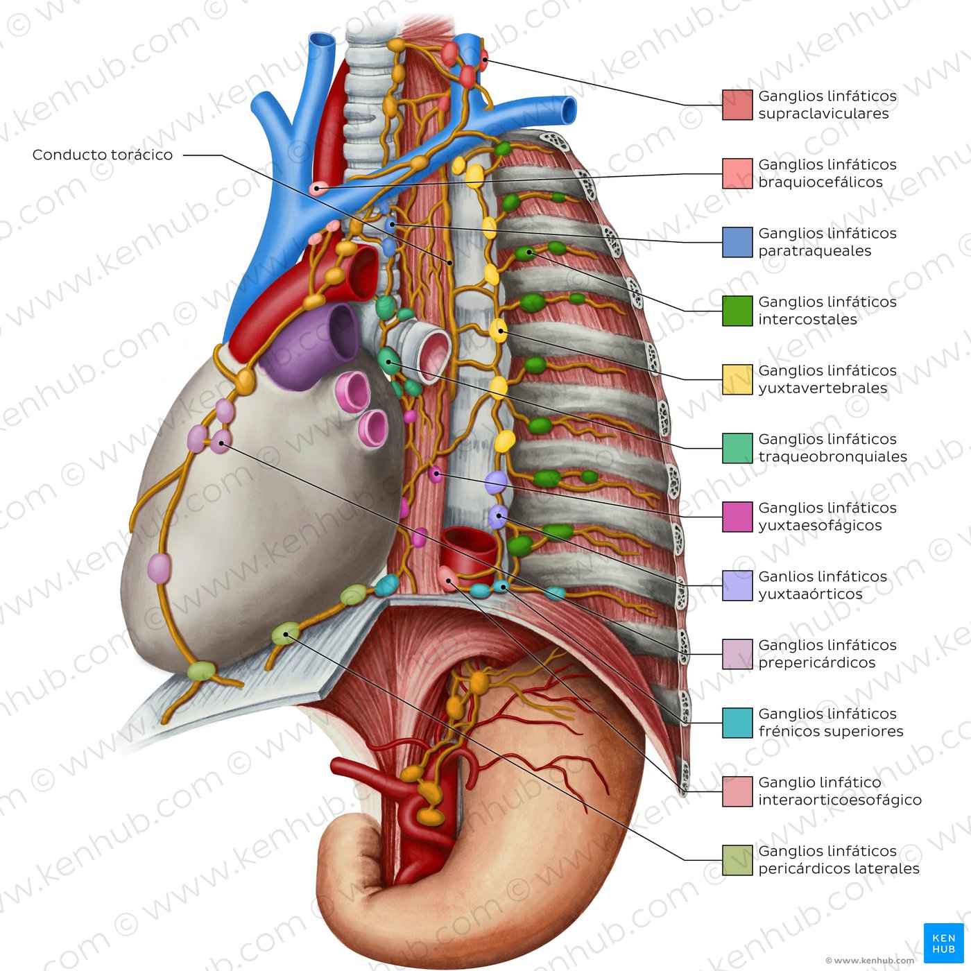 Lymphatics of the mediastinum